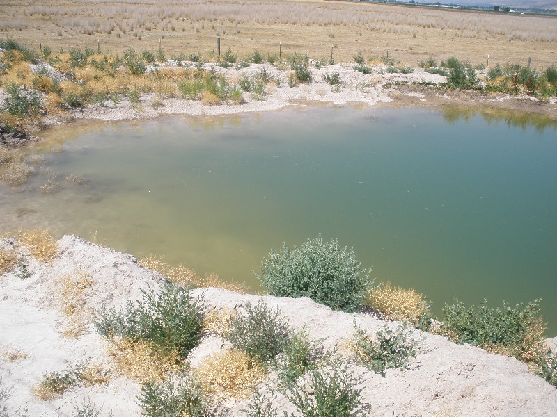 Attached picture pond 4.JPG
